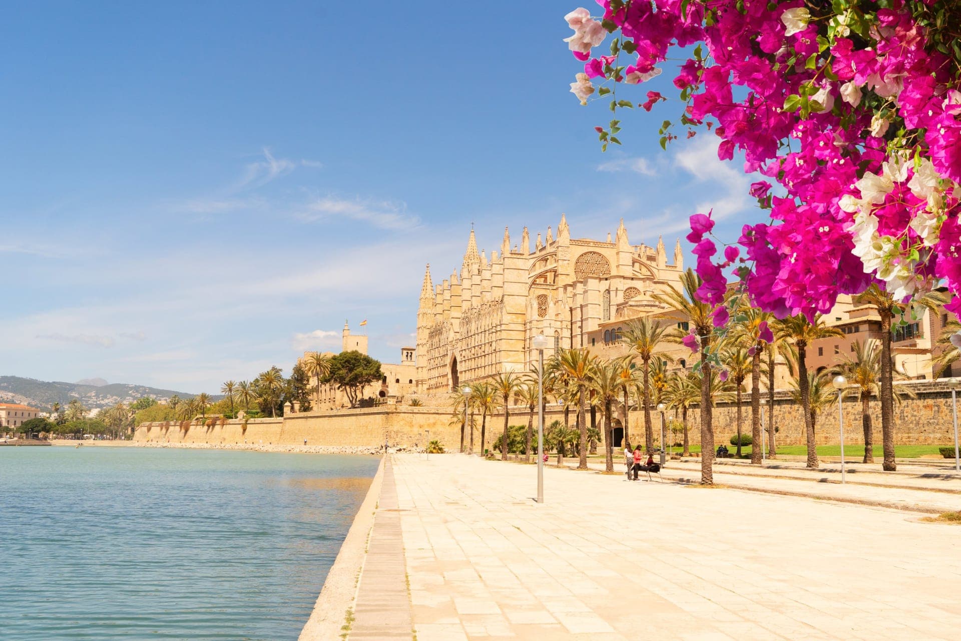 Die Kathedrale La Seu von Palma hinter blühender Bougainvillea am Parc de la Mar