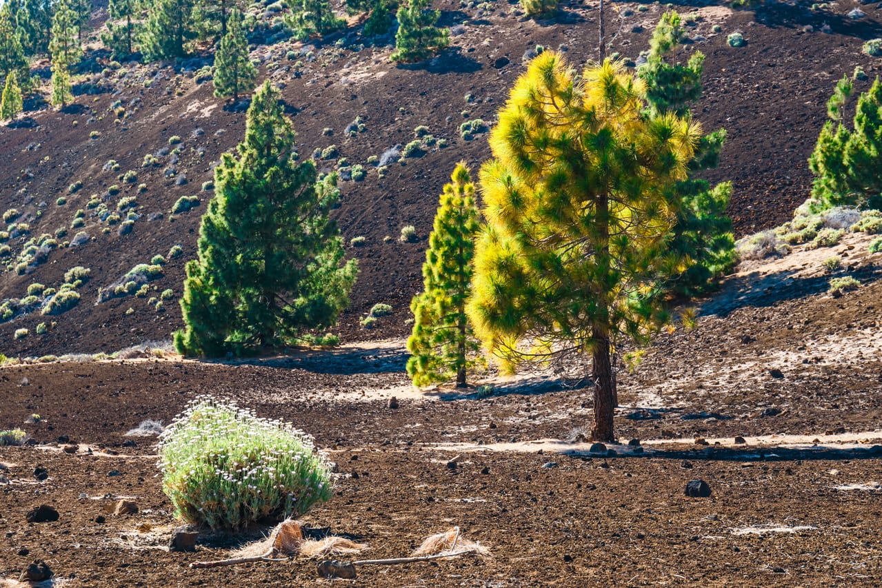 Kiefernwald und erstarrte Lavafelder im Teide-Nationalpark auf Teneriffa