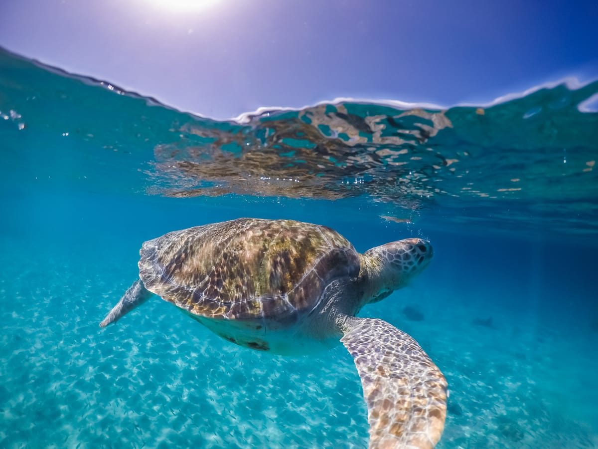 Grüne Meeresschildkröte schwimmt dicht unter der Wasseroberfläche über hellem Sandgrund, im Gegenlicht der Sonne