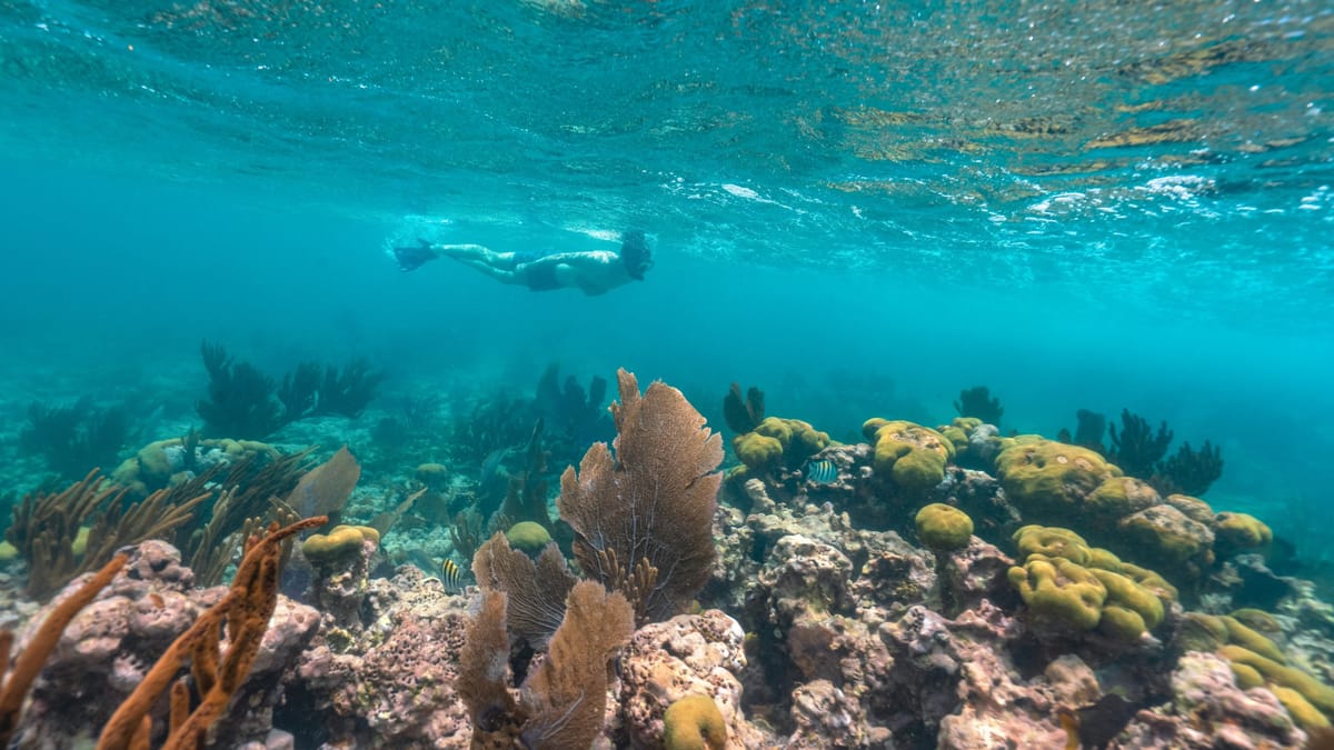 Schnorchler über einem Korallenriff im klaren türkisfarbenen Wasser vor Cozumel