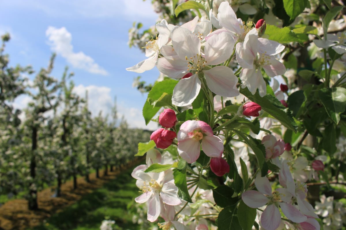 Apfelplantage oder blühende Obstbäume am Hardangerfjord mit Fjord und Bergen im Hintergrund